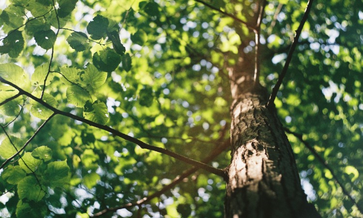tampa homeowners guide for tree pruning